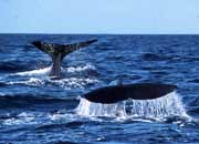 Whale Watching